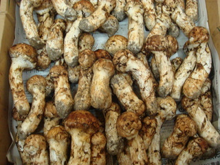 DSC04930.JPG