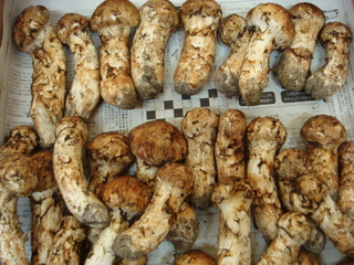 DSC04931.JPG